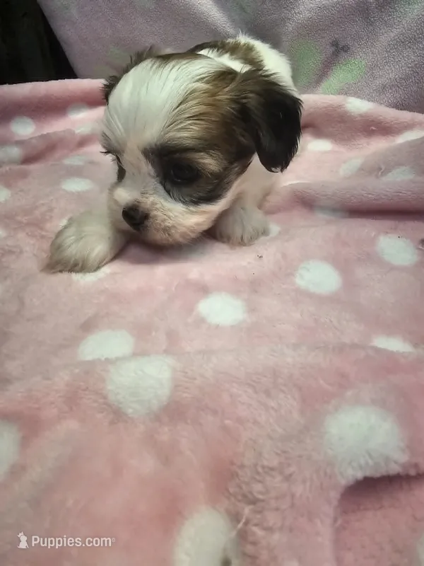mazey – Yorkshire Terrier, Shorkie puppy for sale in Edwardsville, IL