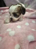mazey, a female Yorkshire Terrier and Shorkie for sale in Edwardsville, IL – 2 of 3