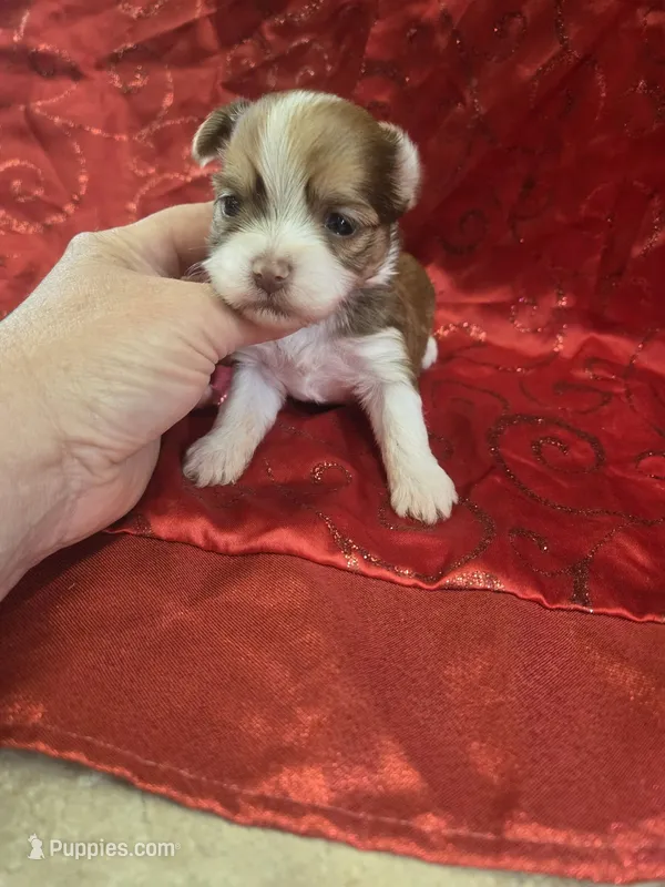 myra – Yorkshire Terrier, Shorkie puppy for sale in Edwardsville, IL
