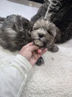 kane, a male Shih Tzu and Shorkie for sale in Edwardsville, IL – 3 of 3