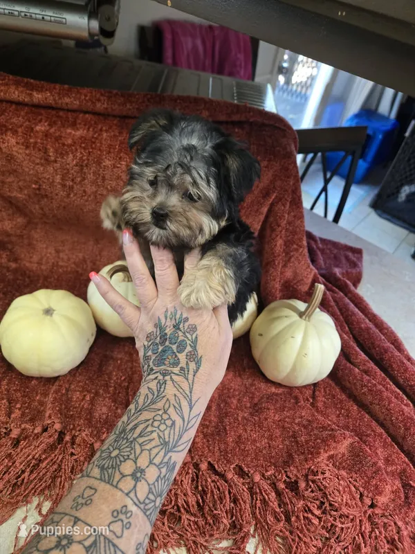 howie – Brussels Griffon puppy for sale in Edwardsville, IL