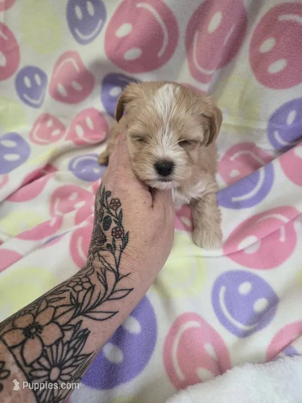 bonnie – Shihpoo puppy for sale in Edwardsville, IL