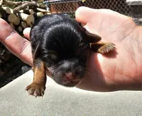 charlie, a male Shih Tzu and Shorkie for sale in Edwardsville, IL – 1 of 1
