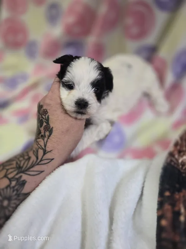 blossom – Shihpoo puppy for sale in Edwardsville, IL