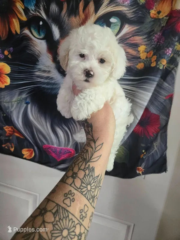 louie – Yorkipoo puppy for sale in Edwardsville, IL