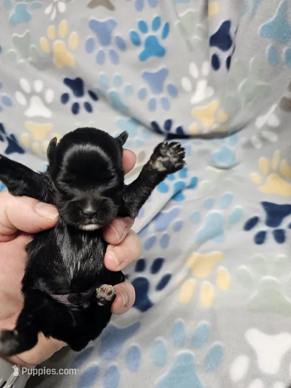 riley – Yorkipoo puppy for sale in Edwardsville, IL