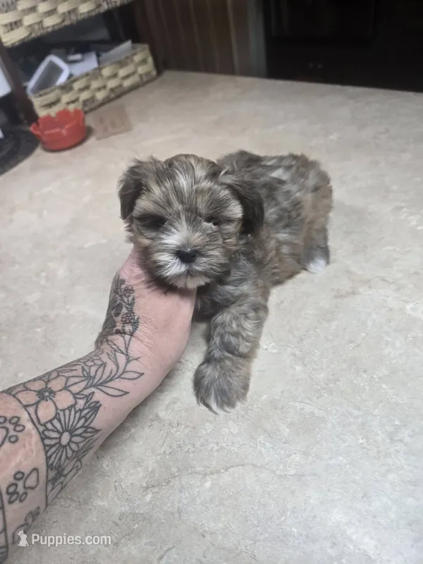 kane – Shih Tzu, Shorkie puppy for sale in Edwardsville, IL