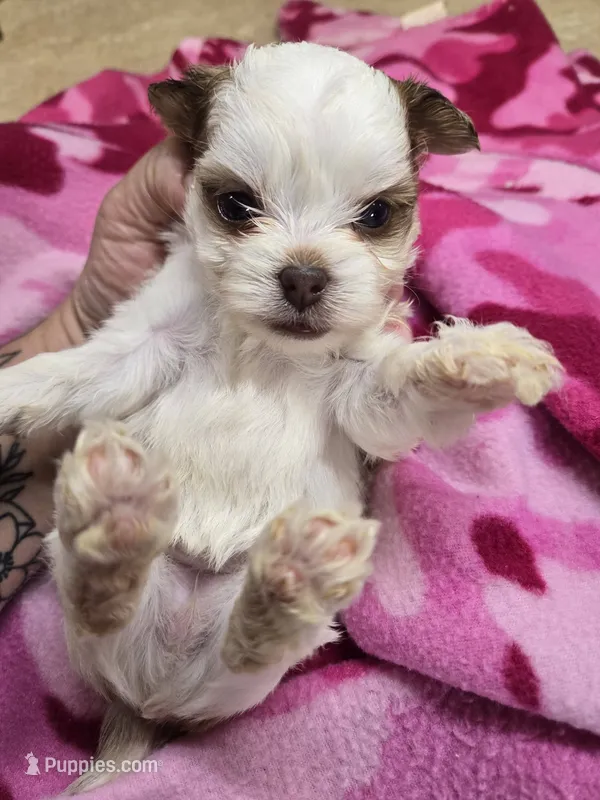 vana – Shorkie puppy for sale in Edwardsville, IL