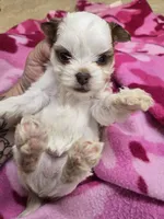 vana, a female Shorkie for sale in Edwardsville, IL – 1 of 1
