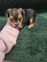 fenton, a male Yorkshire Terrier for sale in Edwardsville, IL – Photo 2 of 2
