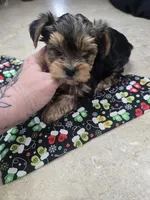 fenton, a male Yorkshire Terrier for sale in Edwardsville, IL – Photo 1 of 2