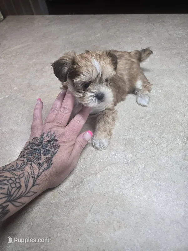 korbin – Shih Tzu, Shorkie puppy for sale in Edwardsville, IL