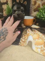 howie, a male Yorkshire Terrier and Brussels Griffon for sale in Edwardsville, IL – 1 of 9