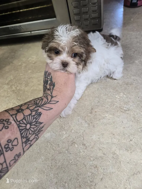 nitro – Shih Tzu, Yorkshire Terrier puppy for sale in Edwardsville, IL