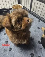 hudson, a male Shih Tzu and Shorkie for sale in Edwardsville, IL – 2 of 4