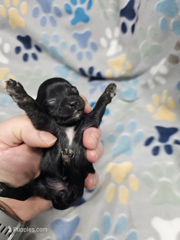 ruthie – Yorkipoo puppy for sale in Edwardsville, IL