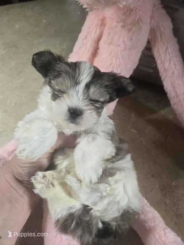 kammie – Shih Tzu, Shorkie puppy for sale in Edwardsville, IL