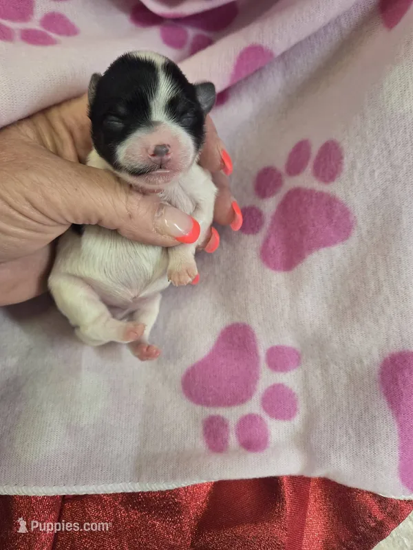 serenity – Yorkshire Terrier puppy for sale in Edwardsville, IL