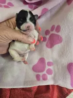 serenity, a female Yorkshire Terrier for sale in Edwardsville, IL – 1 of 1