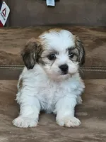 mazey, a female Yorkshire Terrier and Shorkie for sale in Edwardsville, IL – 1 of 3