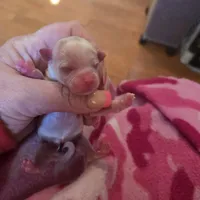 nori, a female Yorkshire Terrier and Shorkie for sale in Edwardsville, IL – Photo 2 of 2