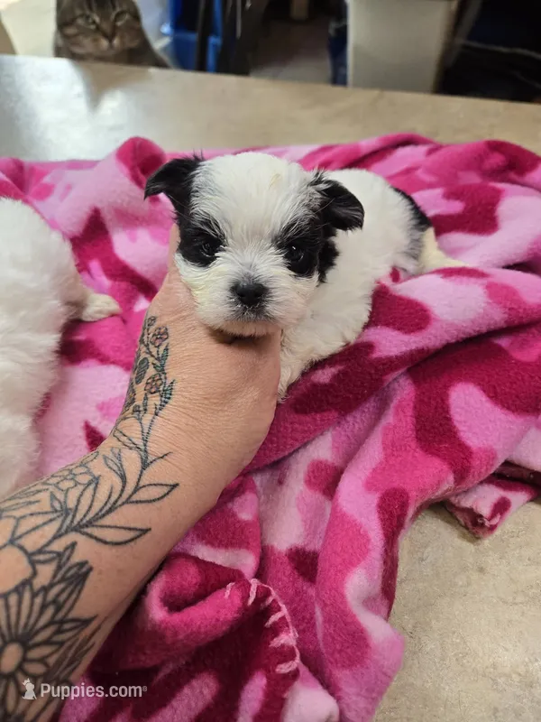 paisley – Yorkshire Terrier, Shorkie puppy for sale in Edwardsville, IL