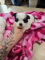 paisley, a female Yorkshire Terrier and Shorkie for sale in Edwardsville, IL – 1 of 1
