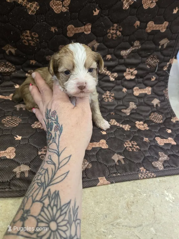 miles – Shorkie puppy for sale in Edwardsville, IL