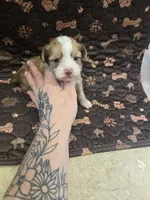 miles, a male Shorkie for sale in Edwardsville, IL – 3 of 3