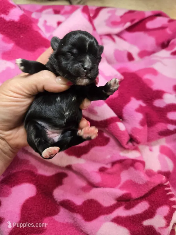 margo – Shih Tzu, Shorkie puppy for sale in Edwardsville, IL