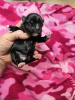 margo, a female Shih Tzu and Shorkie for sale in Edwardsville, IL – 1 of 1
