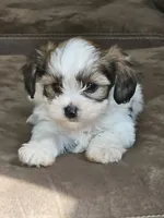 mack, a male Shorkie for sale in Edwardsville, IL – 3 of 3