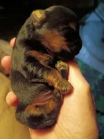 howie, a male Yorkshire Terrier and Brussels Griffon for sale in Edwardsville, IL – 1 of 3