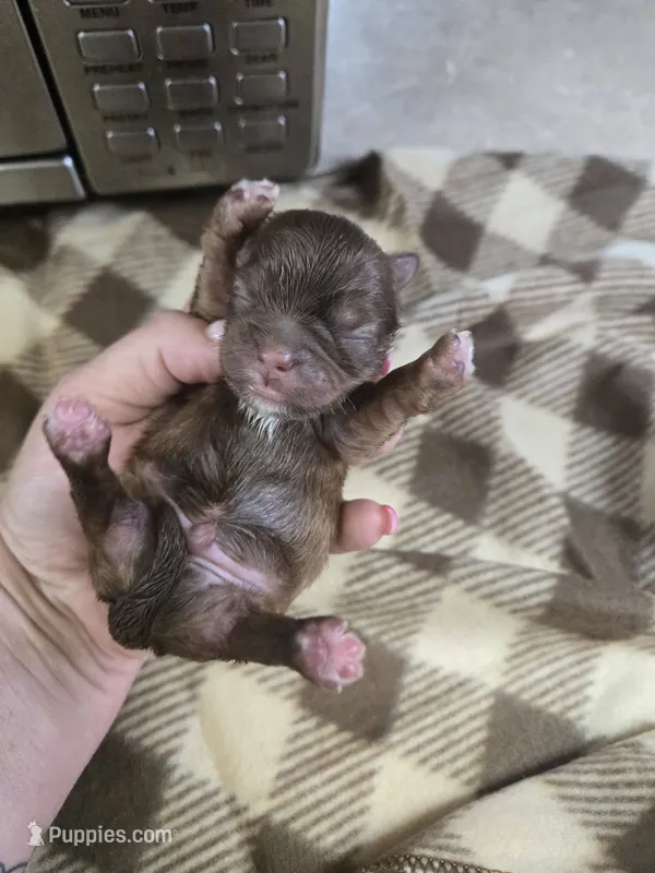 hudson – Shih Tzu, Shorkie puppy for sale in Edwardsville, IL