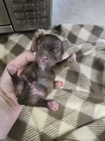 hudson, a male Shih Tzu and Shorkie for sale in Edwardsville, IL – 1 of 2