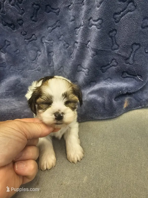 mack – Shorkie puppy for sale in Edwardsville, IL