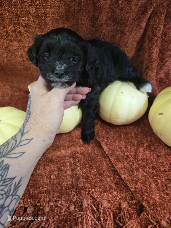 barkley – Shihpoo puppy for sale in Edwardsville, IL