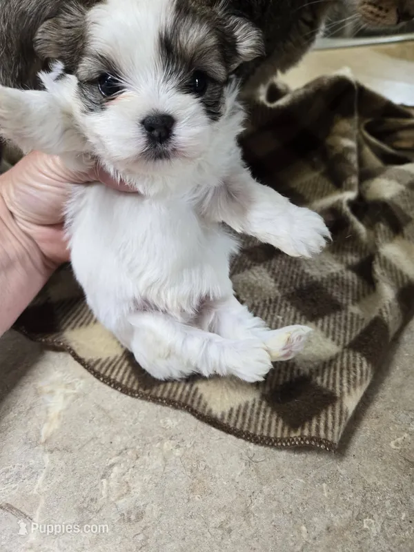 vito – Shorkie puppy for sale in Edwardsville, IL