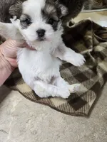 vito, a male Shorkie for sale in Edwardsville, IL – 1 of 1