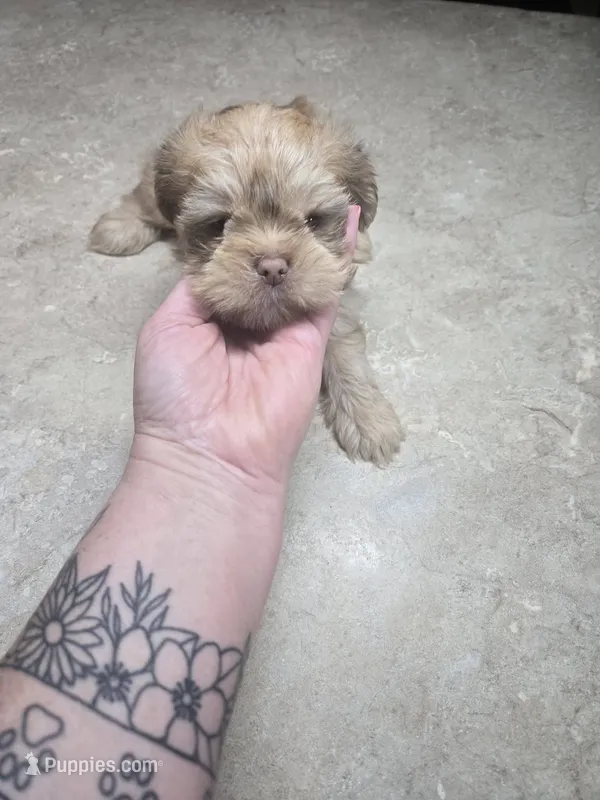 porkchop – Shorkie puppy for sale in Edwardsville, IL