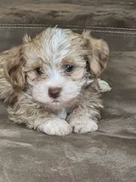 miles, a male Shorkie for sale in Edwardsville, IL – 1 of 3