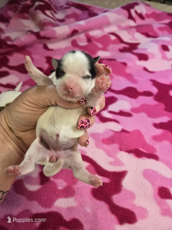 vivian – Shorkie puppy for sale in Edwardsville, IL