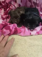 maddie, a female Shih Tzu and Shorkie for sale in Edwardsville, IL – 2 of 2