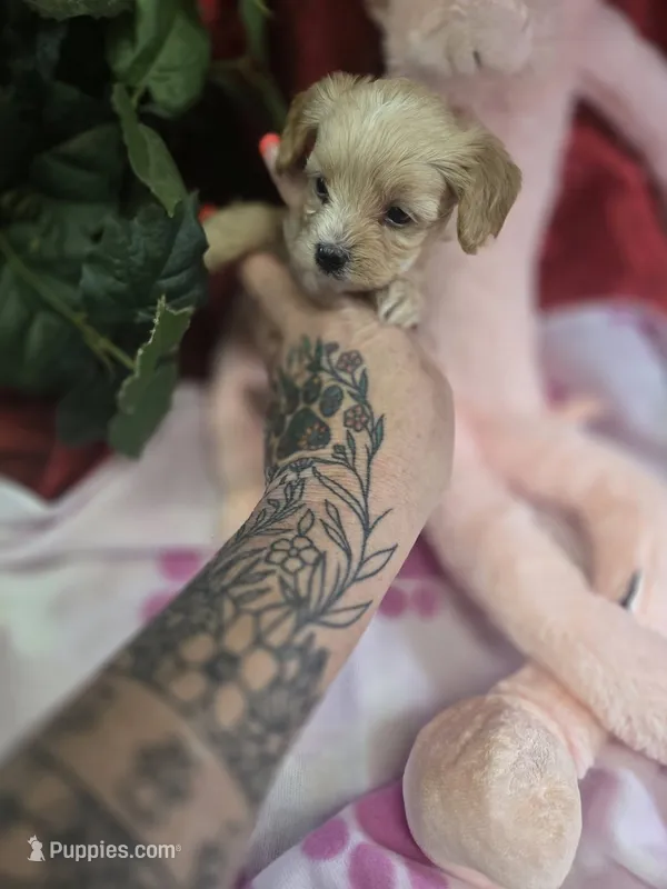 lady – Yorkipoo puppy for sale in Edwardsville, IL