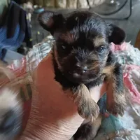 howie, a male Yorkshire Terrier and Brussels Griffon for sale in Edwardsville, IL – 5 of 9