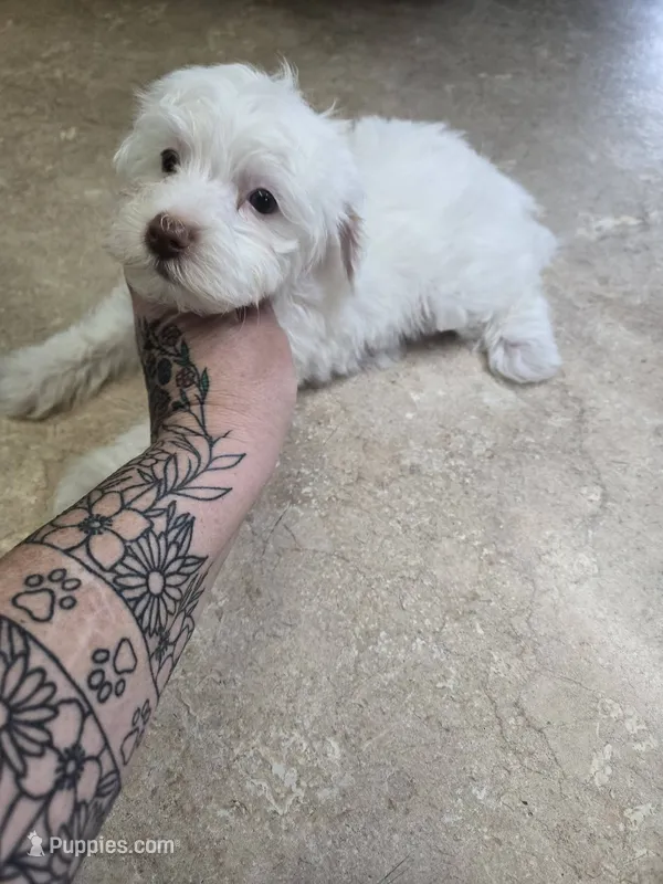 luna – Yorkipoo puppy for sale in Edwardsville, IL