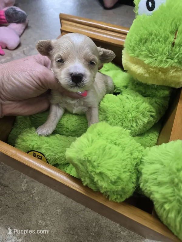 milo – Yorkipoo puppy on hold in Edwardsville, IL