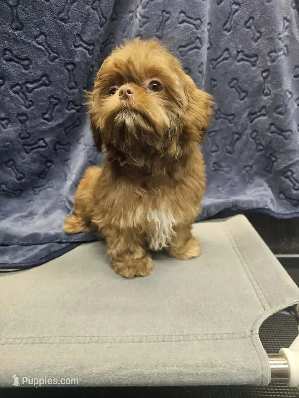 hudson – Shih Tzu, Shorkie puppy for sale in Edwardsville, IL