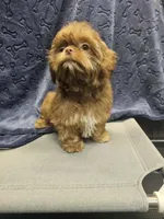 hudson, a male Shih Tzu and Shorkie for sale in Edwardsville, IL – 1 of 5