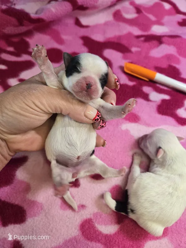 paisley – Yorkshire Terrier, Shorkie puppy for sale in Edwardsville, IL